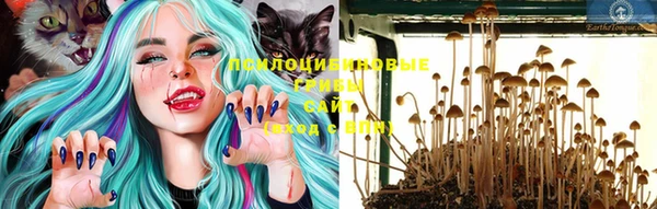 ГАЛЛЮЦИНОГЕННЫЕ ГРИБЫ Коряжма